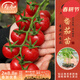 壽禾 圣女果種子小西紅柿小番茄大全溫室大棚冬春四季種菜蔬菜壽光菜 圣安妮小西紅柿苗 6棵