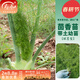 壽禾 球莖茴香種子葷香菜籽耐寒四季小回香四季盆栽壽光冬春季蔬菜 球莖茴香苗 10棵