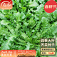 壽禾 大葉薺薺菜種子地菜香薺小葉草菱角冬春季四季陽(yáng)臺壽光蔬菜菜籽 大葉四季薺菜種子 10g裝