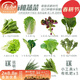 壽禾20種陽(yáng)臺蔬菜種子套餐大全四季種植冬春季韭菜番茄黃瓜水果種籽 10種蔬菜種子套餐