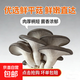 【東東買(mǎi)菜】新鮮平菇新鮮蘑菇蔬菜火鍋食材當季新鮮農家種植蔬菜 新鮮平菇現摘現發(fā)（凈重2000克）