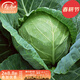 壽禾 包菜綠甘藍種子包頭菜圓白菜冬春季播種壽光大頭菜四季菜籽 壽禾綠甘藍種子 150粒