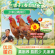 三德子好甄選少年雪山草雞 散養生態(tài)雞走地雞肉生鮮 到手3只雞（凈重6.2-8.4斤）+2盒免切雞塊（600g）