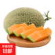 熱帶水果哈密瓜甜瓜產(chǎn)脆甜多汁香甜可口產(chǎn)地直發(fā)沙漠爆甜瓜 8-10斤聚會(huì )裝（2-3個(gè)裝） 源正達爆甜蜜瓜