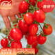 壽禾 圣女果種子小西紅柿小番茄大全溫室大棚冬春四季種菜蔬菜壽光菜 [口感]中櫻冰淇淋番茄種子50粒