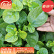 壽禾 當季蔬菜種子大全冬春季適合3-6月種植 木耳菜種子10g