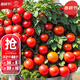 大禹西紅柿種子大全櫻桃番茄矮生正宗老品種盆栽水果沙瓤毛粉四季種 紅矮生赤鳥(niǎo)盆栽番茄種子60粒/袋