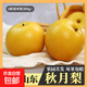 京喜加羊脂秋月梨冰糖蜜梨時(shí)令當季新鮮水果中翠梨-新11 帶箱2斤（單果170g+）
