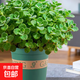 一抹香碰碰香盆栽綠植室內驅蚊多肉植物辦公室桌面小盆栽驅蚊綠植 碰碰香大苗（加侖盆）