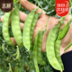 北蔬 荷蘭豆種子苗大莢甜脆扁豆豌豆蔬菜種籽 粉花盆栽荷蘭豆種子20g