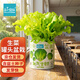 IAM City Farmer生菜罐頭小盆栽家庭種植diy植物罐頭綠植男孩女孩生日禮物10063