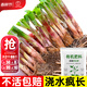 大禹韭菜根苗新根紫紅根大葉韮菜移栽根種子四季壽光本地老品種蔬菜 紅根寬葉韭菜根苗200棵1斤豆肥紫色不明顯