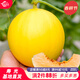 育禾農 八里香香瓜種子甜瓜籽大全花皮沙瓤皮薄 伊麗莎白甜瓜種子 30粒裝