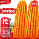 大禹鄭單958玉米種子國審產(chǎn)高矮大棒雜交抗旱抗倒官方正品矮桿包谷 國審鄭單958玉米種子4斤約1畝地用