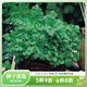 萌吖吖春秋播兩季種子 香草香菜類(lèi)蔬菜種子 萌吖吖系列薄荷香菜香芹種子 香菜