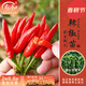 壽禾 辣椒苗大全各種椒苗小米椒壽光大型苗場(chǎng)菜苗朝天椒帶土春蔬菜苗 【香辣】簇生朝天椒苗6棵