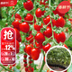 大禹菜苗秧蔬菜苗子大全活苗帶土種苗春季西紅柿盆栽圣女果秧苗陽(yáng)臺 紅千禧果苗番茄苗帶土秧苗6棵
