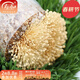 壽禾 菌包蘑菇家庭種植種包蔬菜種子冬春季菜籽棒桶裝菌包家養家庭 金針菇蘑菇菌包1個(gè)約1kg