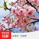 日本櫻花樹(shù)苗庭院種植嫁接櫻花苗風(fēng)景樹(shù)盆栽室外別墅四季好養耐寒 河津櫻3公分粗 當年開(kāi)花 其他