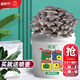 大禹平菇蘑菇種植包家庭食用菌包種子玉米芯菌棒菌菇自家種批發(fā) 灰平菇自種食用蘑菇種植桶1個(gè)