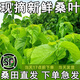 沃繡 新鮮桑葉 現摘大小蠶特嫩桑葉養蠶 蠶卵蠶寶寶食物飼料 桑苗盆栽 新鮮桑葉1斤【發(fā)順豐特快】