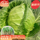 壽禾 包菜綠甘藍種子包頭菜圓白菜冬春季播種壽光大頭菜四季菜籽 綠甘藍苗 12棵