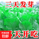 孔雀菜種春秋四季種耐熱孔雀菜種子盆栽地栽生菜家庭陽(yáng)臺蔬菜種子 孔雀菜種子5包【98%用戶(hù)推薦】