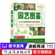 園藝圖鑒 家庭陽(yáng)臺種菜植物種植栽培工具使用指南生活家居書(shū)籍  后浪正版