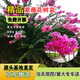 濱淇紫薇花苗百日紅耐寒耐熱南北方種植紅花紫薇5厘米粗1棵源頭直發(fā)