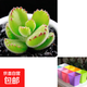 多肉植物組合室內小盆栽紫樂(lè )桃蛋熊童子多肉新手好養幼兒園小盆栽 熊童子1顆+彩色塑料盆+營(yíng)養土