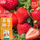 北蔬草莓種子苗奶油草莓陽(yáng)臺種植冬春四季水果籽 紅顏草莓種子500粒