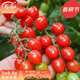 壽禾 圣女果種子小西紅柿小番茄大全溫室大棚冬春四季種菜蔬菜壽光菜 壽禾千禧果種子90粒（30粒x3包）