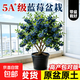 帶果藍莓苗盆栽藍莓樹(shù)苗特大帶果藍梅樹(shù)苗南北方種植水果苗車(chē)厘子 【帶果發(fā)貨】天后盆栽（1加侖盆）1棵 發(fā)貨會(huì )有輕微掉果-介意慎拍