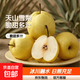 正宗新疆天山雪梨應季新鮮水果脆甜多汁 天山雪梨 9斤帶箱凈重8.5斤單果150g