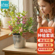 IAM City Farmer鳳仙花種子DIY兒童種植小盆栽 幼兒園學(xué)生實(shí)驗套裝種植作業(yè)10083