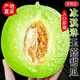 京地達海南玉菇甜瓜蜜瓜新鮮應季水果凈重8斤單果1000g+源頭直發(fā)包郵