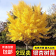 銀杏樹(shù)苗金葉銀杏樹(shù)活苗白果樹(shù)苗銀杏苗庭院園林工程綠化樹(shù)風(fēng)景樹(shù) 【3公分粗】金葉銀杏苗（1棵裝）