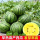 稻田伙伴金小鳳禮品西瓜種子早熟超甜黃心西瓜種籽小西瓜黃小玉水果種籽孑 金小鳳西瓜種子20粒
