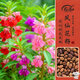 壽禾 鳳仙花種子苗染指甲花四季盆栽種植花卉種籽 中國鳳仙花種子100g
