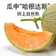 京覓海南玫瓏網(wǎng)紋蜜瓜凈重4.5-5斤2個(gè) 單果900g+ 冰淇淋甜瓜 源頭直發(fā)