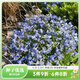 虹越萌吖吖花卉種子 風(fēng)鈴草勿忘我滿(mǎn)天星福祿考角堇等庭院花卉種子 風(fēng)鈴草  阿爾卑斯微風(fēng) 藍色