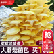 大禹平菇蘑菇種植包家庭食用菌包種子玉米芯菌棒菌菇自家種批發(fā) 榆黃菇蘑菇種植菌包2個(gè)約4斤
