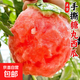 【2026鮮果】精選新鮮采摘頭茬手撕2K糖丸西瓜脆甜多汁時(shí)令生鮮 小糖丸1.5-2斤
