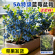 臨雅藍莓樹(shù)果苗盆栽藍梅樹(shù)苗帶大果草莓室內耐寒南北方車(chē)厘子四季結果 【帶果】F6 1加侖高≥50cm，冠幅≥45cm