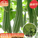 壽禾 絲瓜苗蔬菜苗秧苗春季家庭陽(yáng)臺種植菜瓜水瓜壽光菜苗子種苗 【苗】棱絲瓜5棵