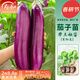 壽禾 長(cháng)茄杭茄種子大全蔬菜紫線(xiàn)茄冬春季盆栽壽光茄子菜籽 紫紅皮茄子苗 6棵