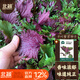 北蔬紫蘇種子種苗食用蘇子葉蔬菜種籽   平葉紫蘇(雙色)種子5g×2包