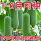 稻田伙伴肉絲瓜種子高產(chǎn)早熟瓜種子四季香絲瓜當季陽(yáng)臺易活清香瓜果蔬菜籽 肉絲瓜種子【15?！扛弋a(chǎn)高收