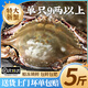 梭子蟹鮮活特大野生舟山大螃蟹海鮮新鮮冷凍海蟹水產(chǎn)飛蟹白蟹順豐 7-9兩/只 【凈重5斤特大梭子蟹】