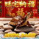 御聚源【招財鎮宅】純種石金錢(qián)烏龜長(cháng)壽福龜烏龜活物 寵物龜小烏龜活體 6-7厘 1公3母繁殖組(家和萬(wàn)事興)